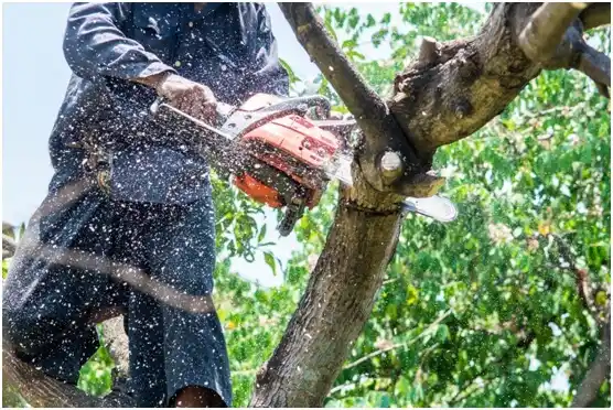 tree services Friedensburg